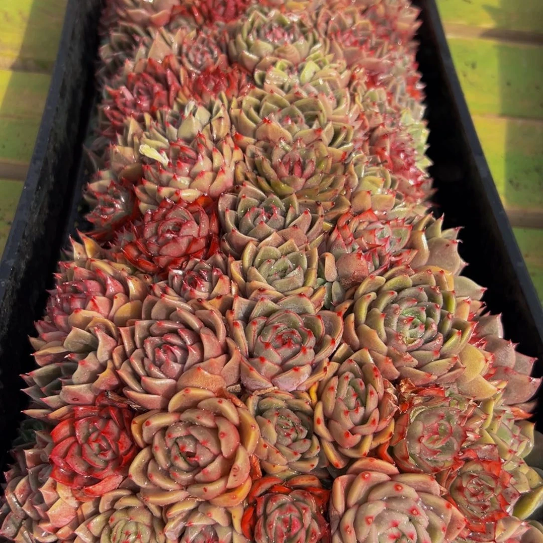 007多肉植物多肉植物的生长