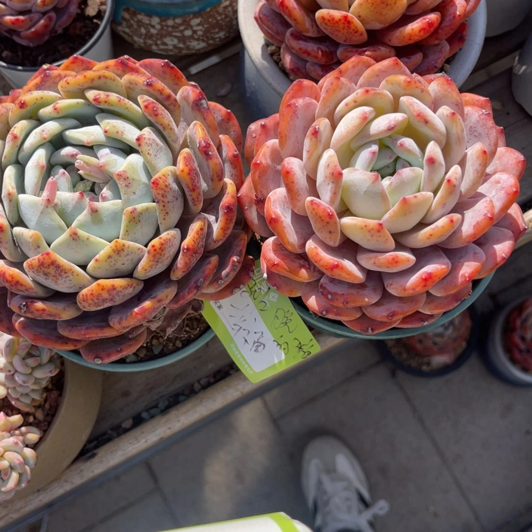 养****猪橙梦露大单头脱土