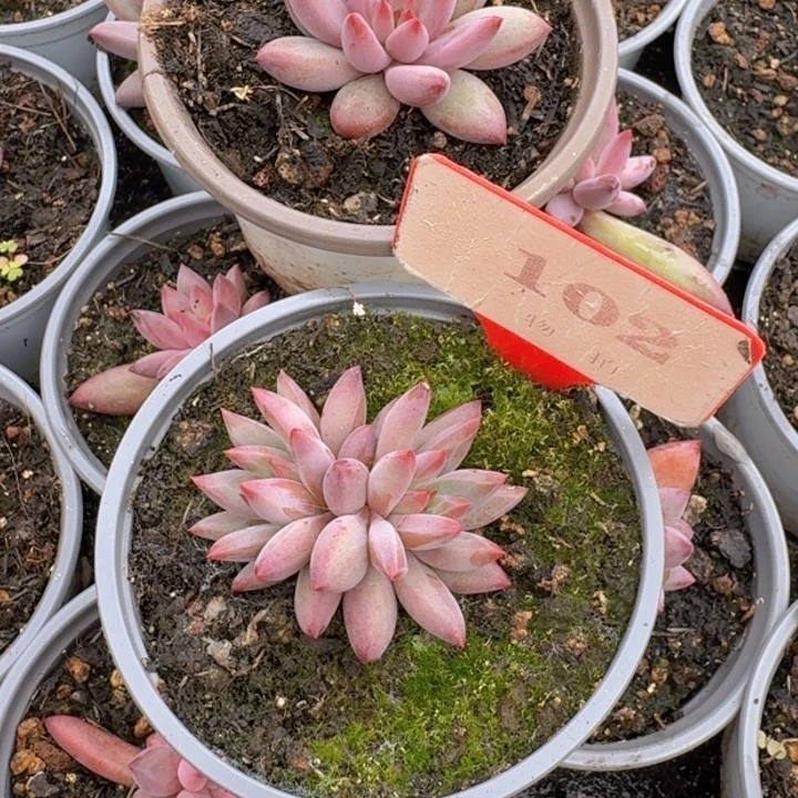 兜**妈虞美人两个173.102多肉植物