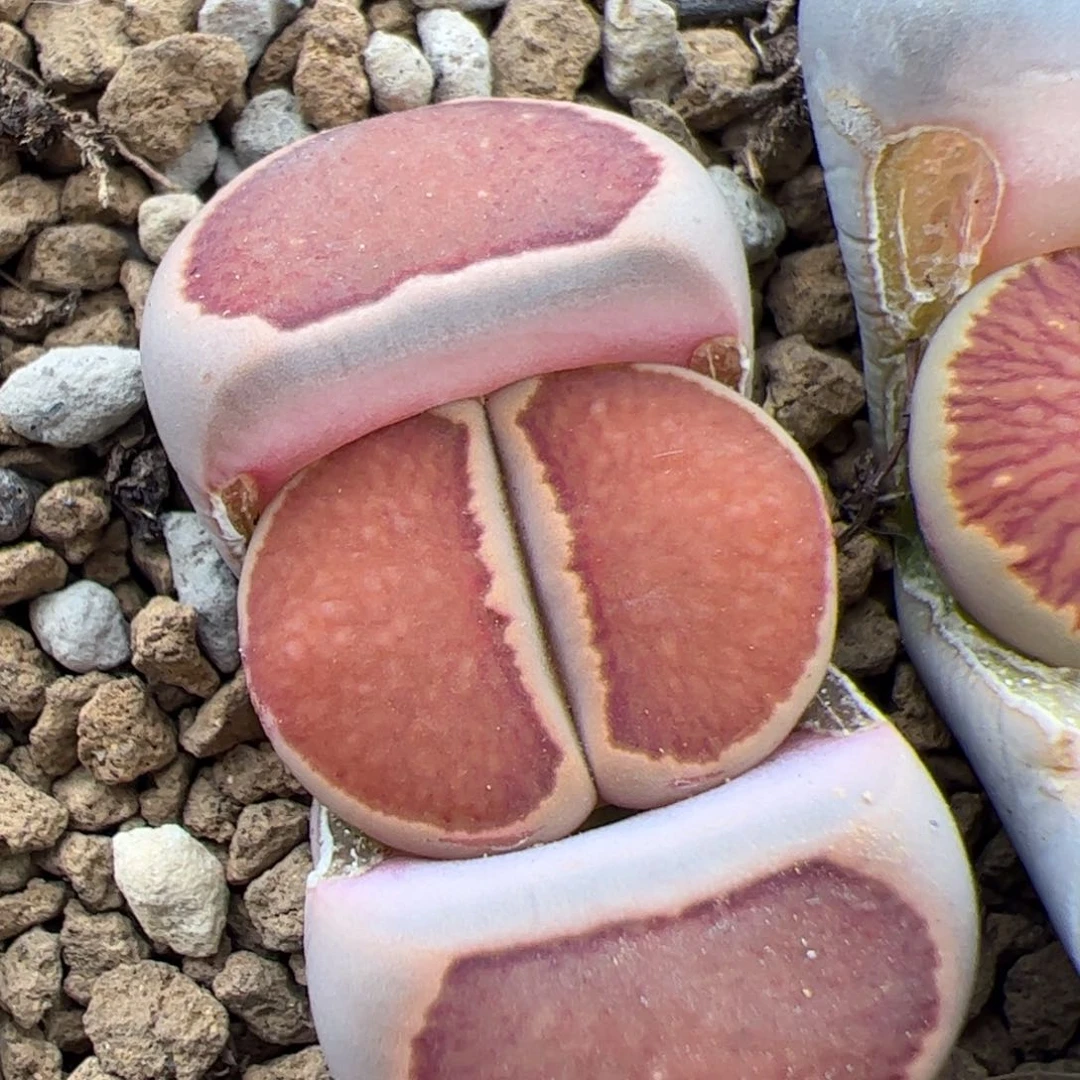 027号菊 多肉植物