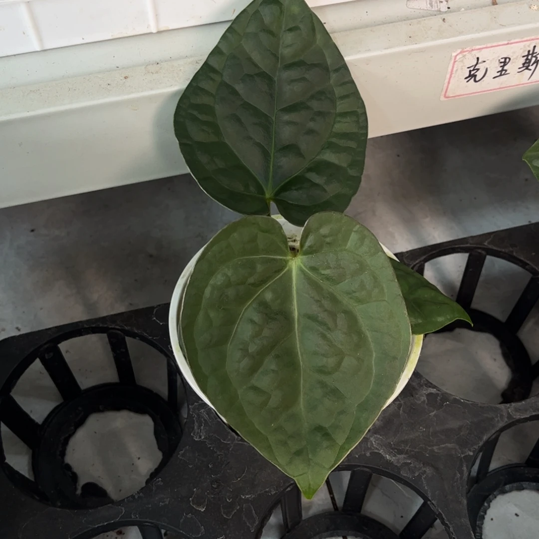 无花朵铜锣烧杂奢华3666