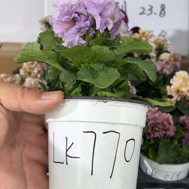 大部分花苞少量开放Lk770