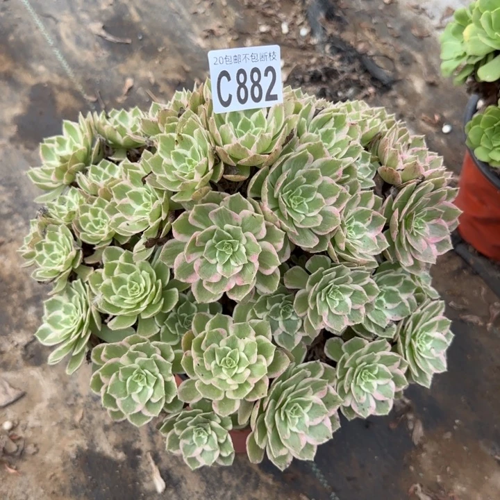 水蜜桃……多肉葡萄……