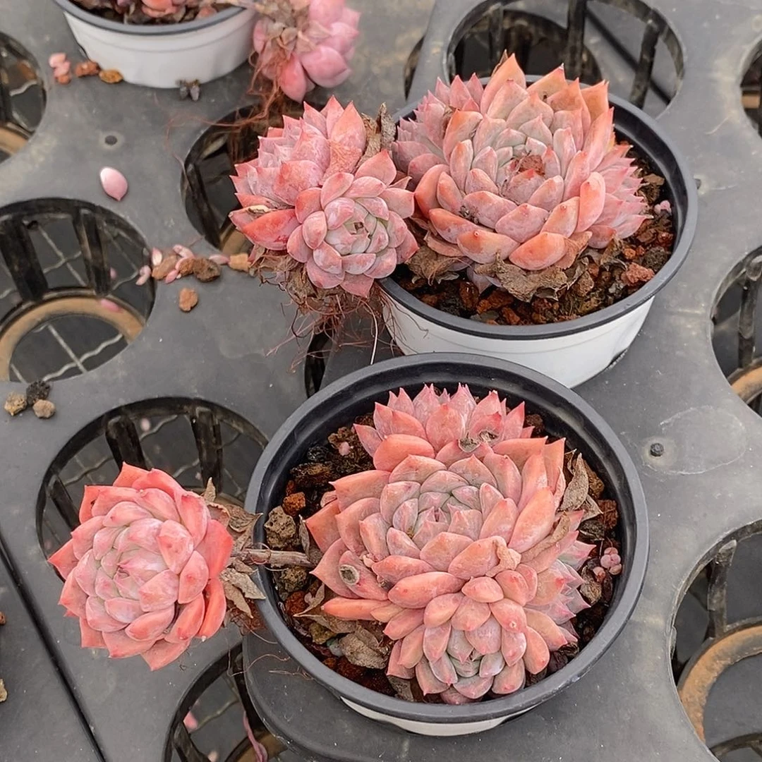 116霜花群，惊喜福利