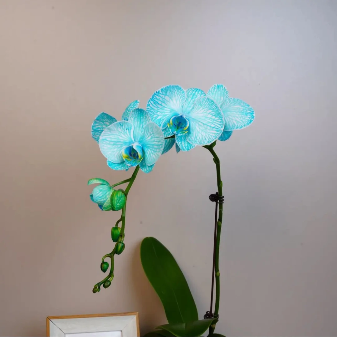 明兰花卉 蝴蝶兰【马卡龙 蓝绿】吸蓝 全花开花株发货