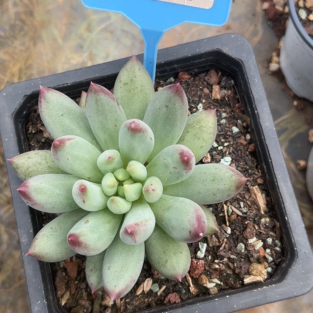 二代虞多肉植物047