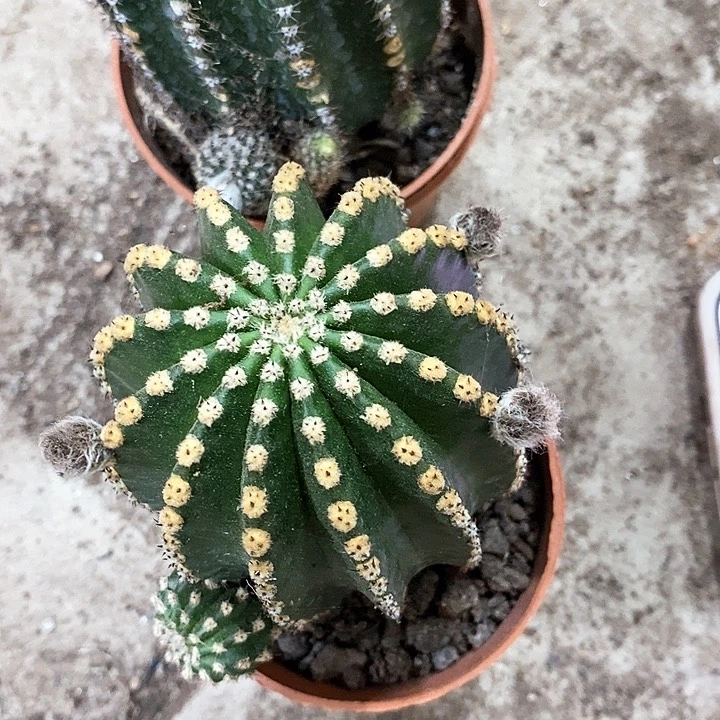 红➕粉金刚8公分左右