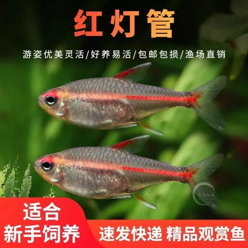 红灯管鱼玻璃霓虹灯鱼科鱼淡水草缸群游观赏活体