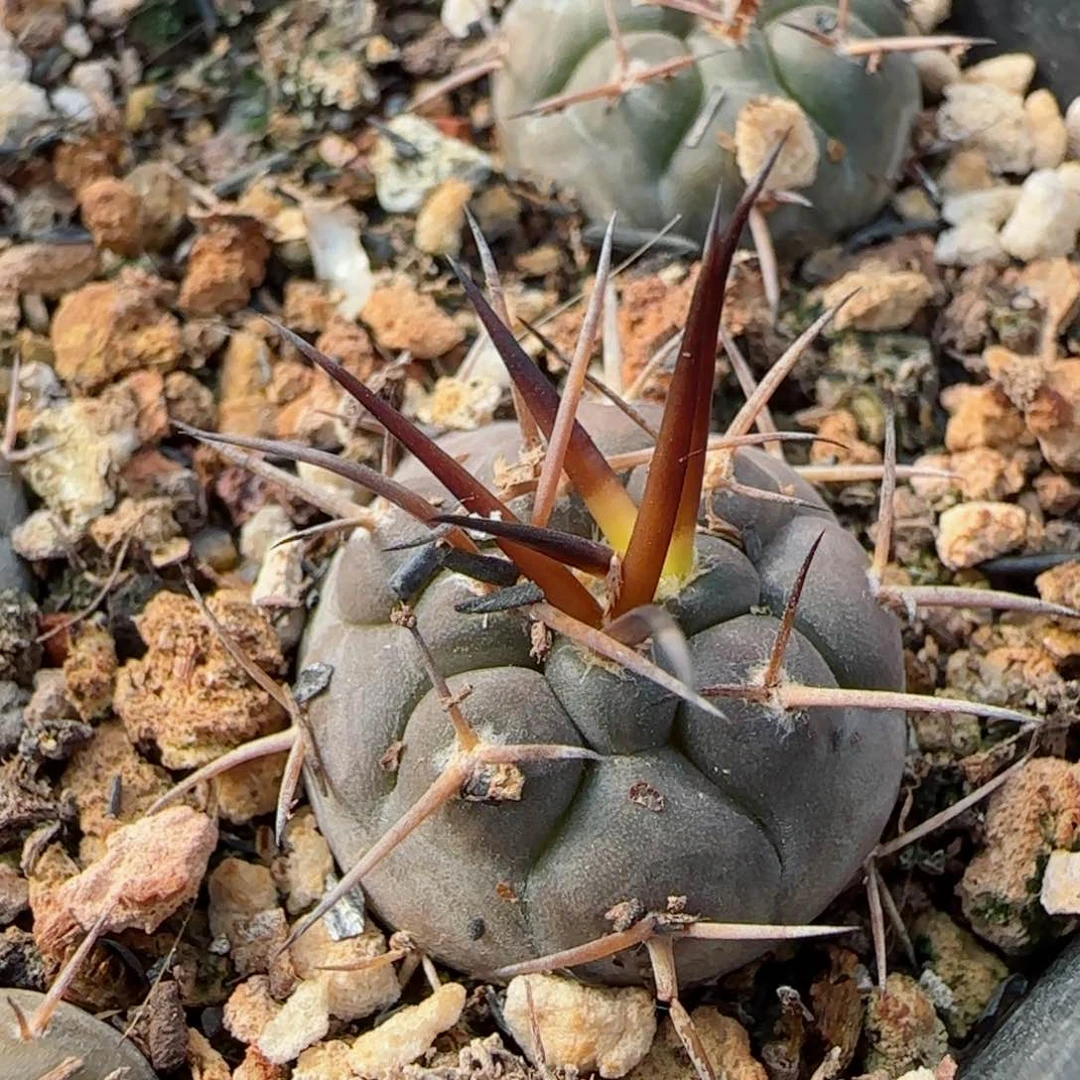 实生守金摩天龙多肉2.5厘米