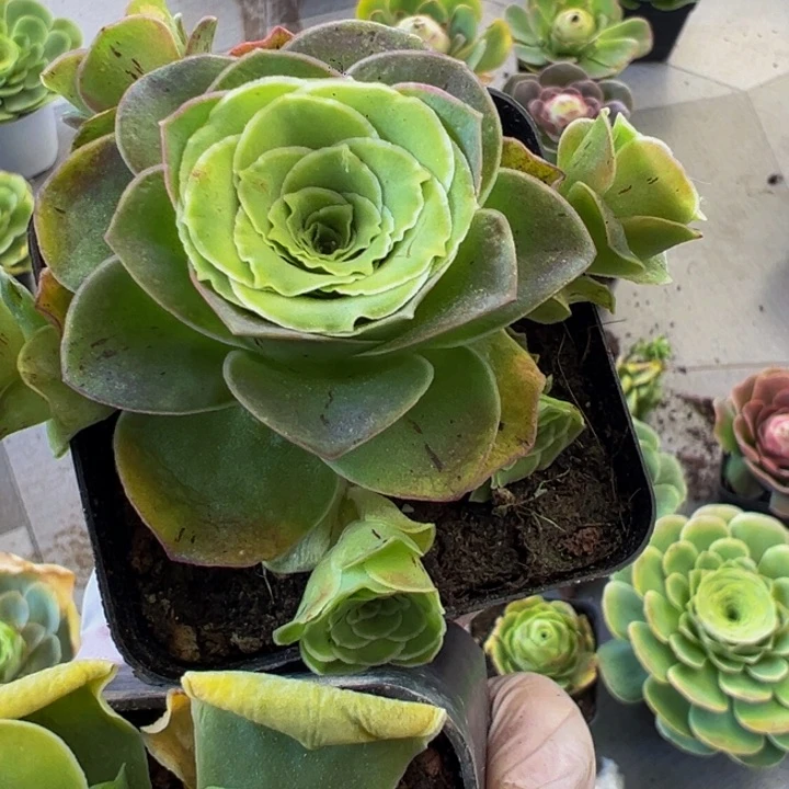 罗*霞精品帕系山地玫瑰