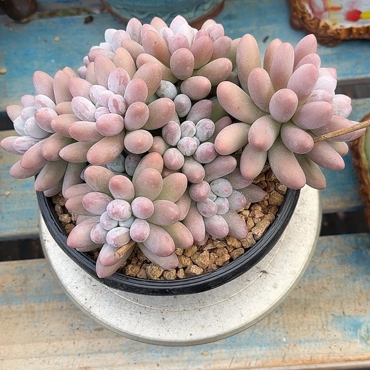 多肉植物一物一拍