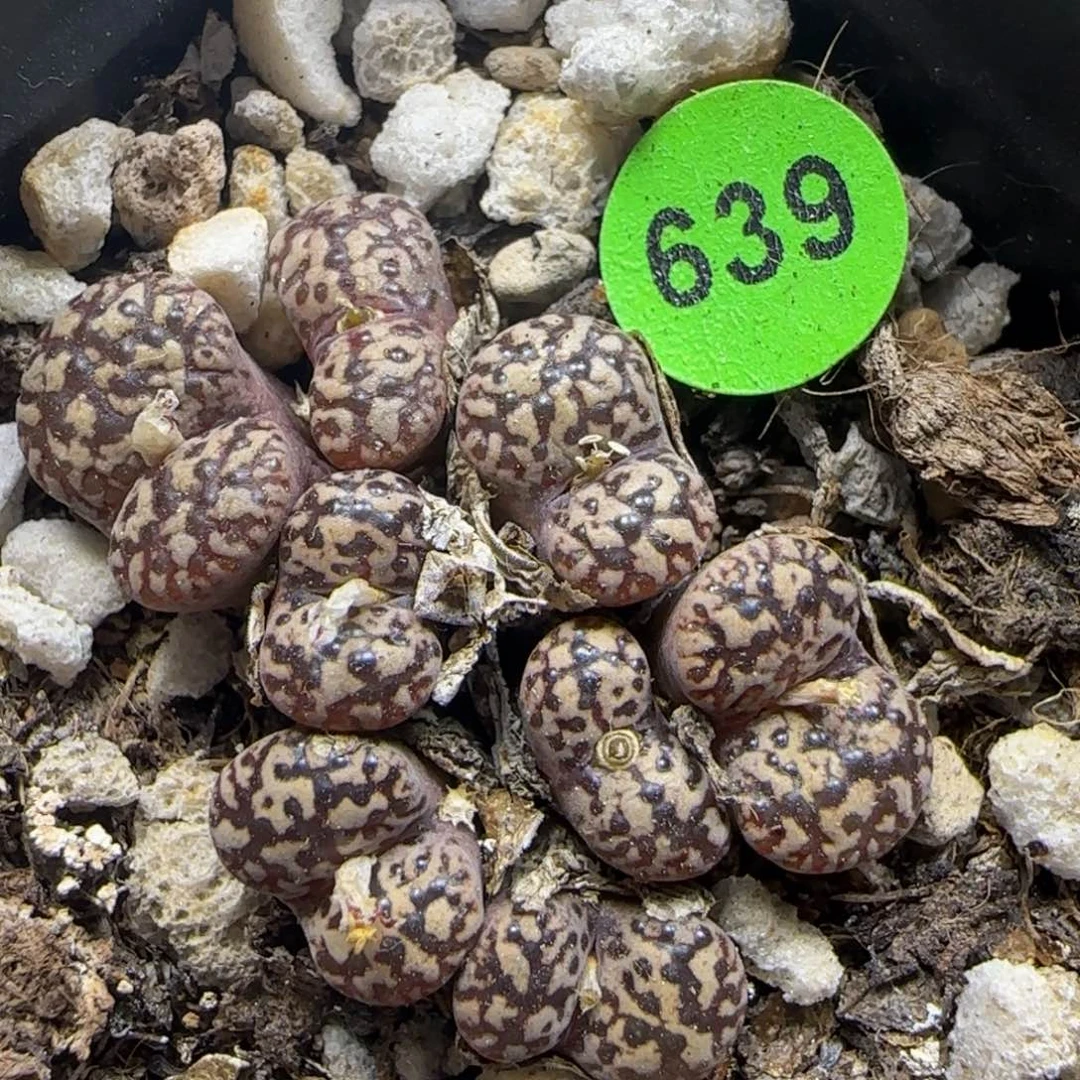 豹纹鸟哈尼群多肉植物639