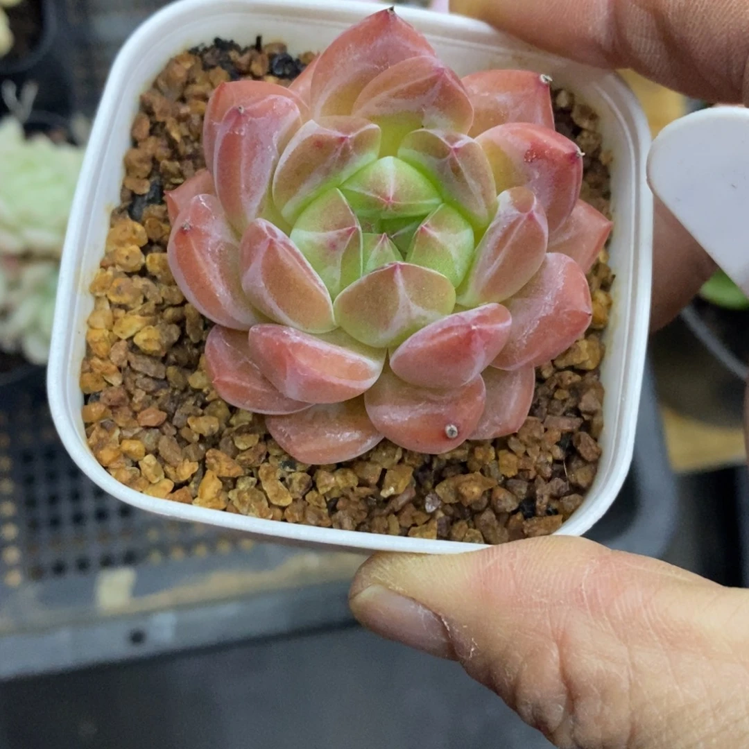 精品多肉一物一拍不包整132