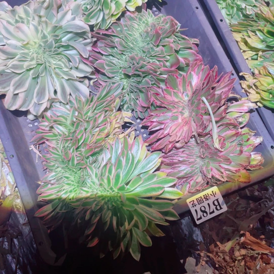 职***家787号缀化无根发货不包侧枝