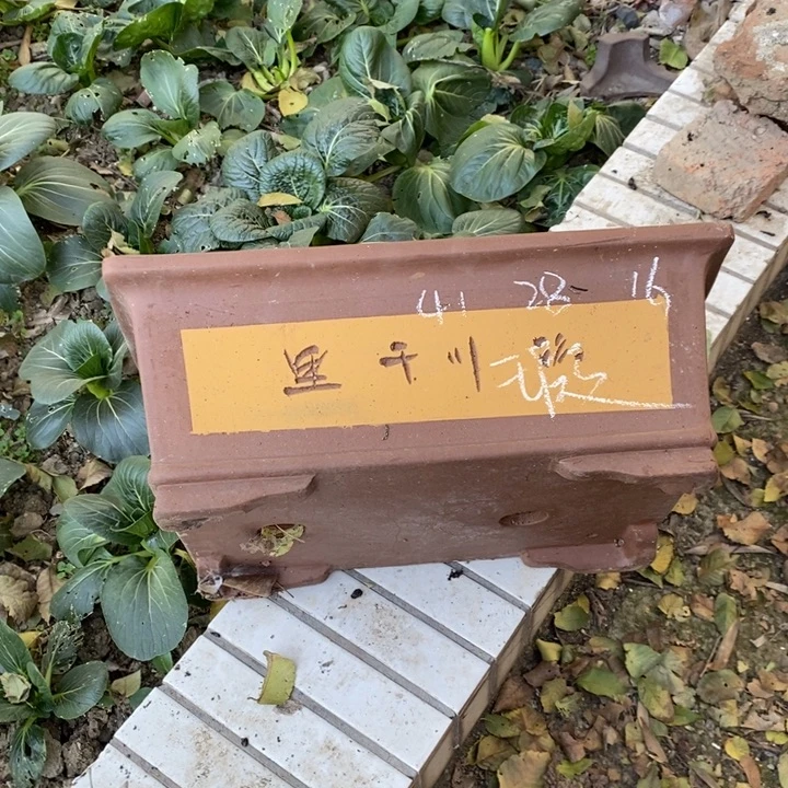 紫砂花盆哈哈哈哈h
