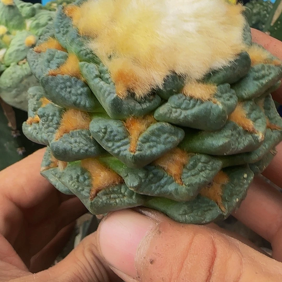 蓝皮龟甲919仙人球