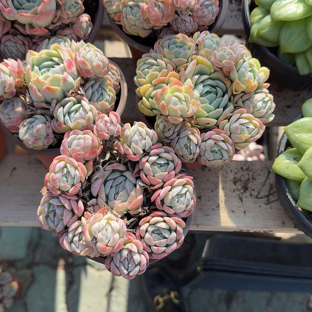 香水贝瑞多肉植物净切