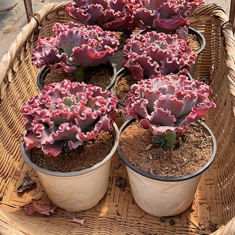 ?****?52 号包菜系列女王 6棵