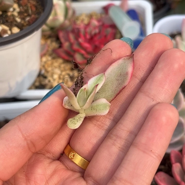 用****4吉赛尔锦叶片一颗价格