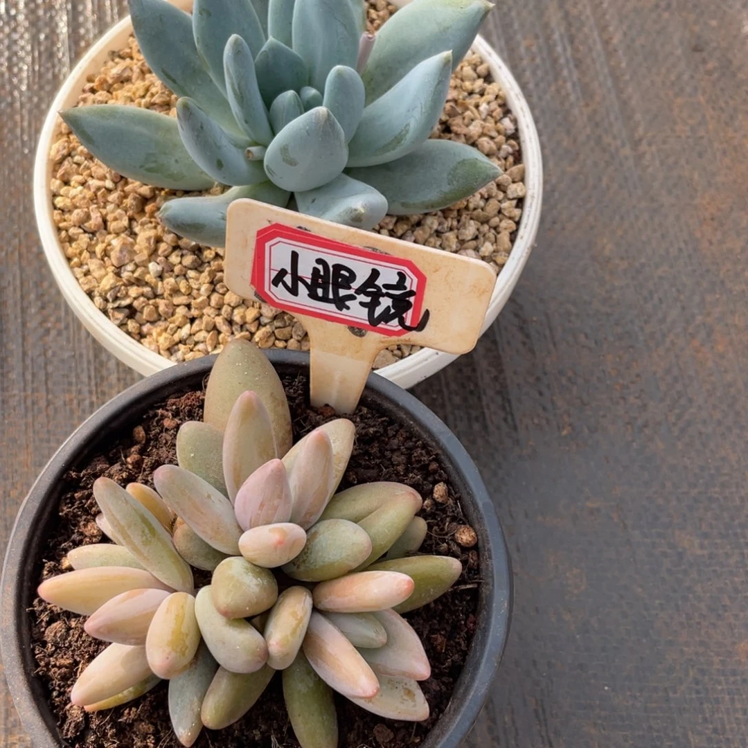 小*镜姐姐说她真的不是一般