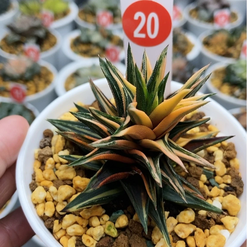 【闪购商品】20象牙塔锦