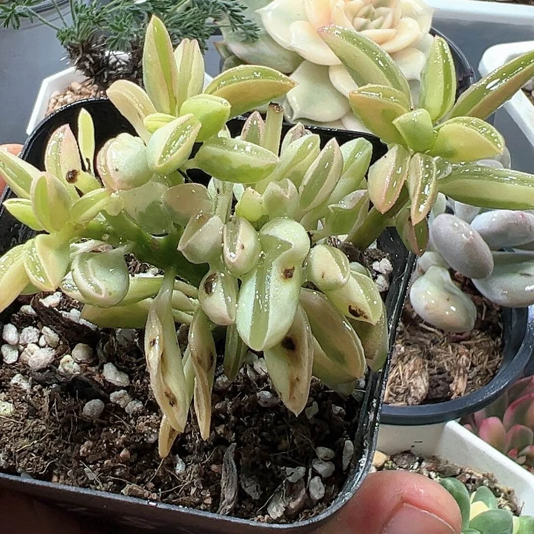 椒草锦大群 小方花圃一物一拍