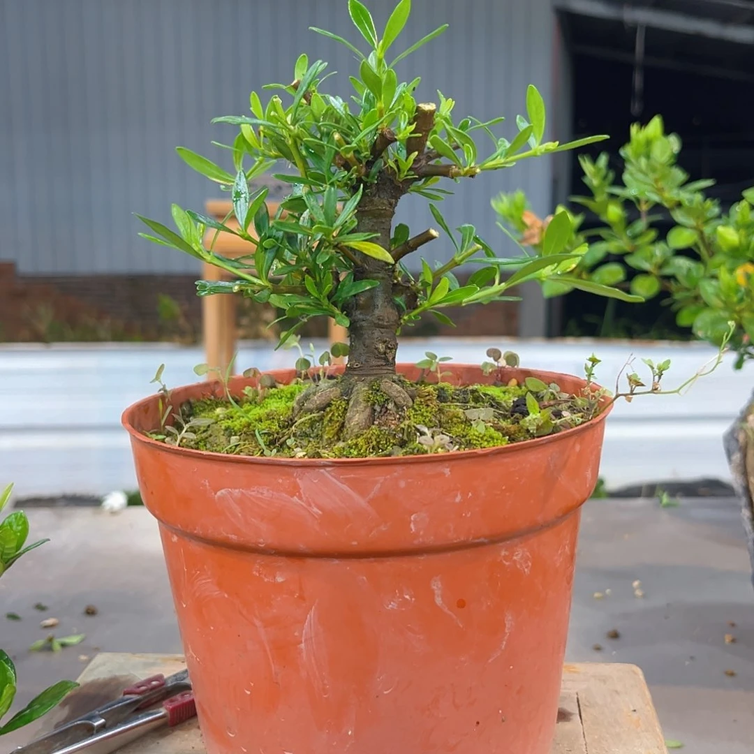 硕**啦秋蝉栀子花