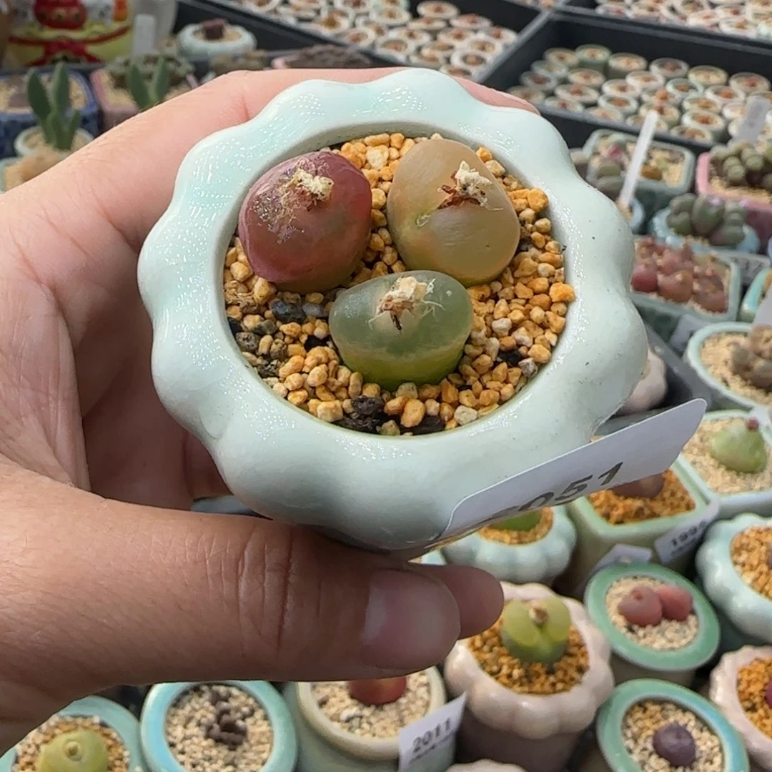 2051--一物一拍 带盆