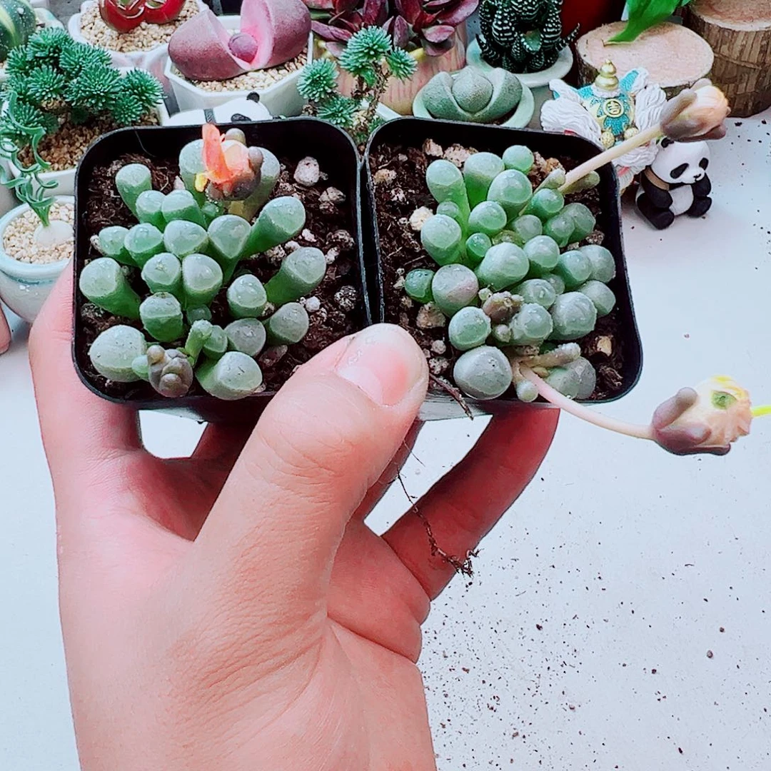 五十领域带花苞发货