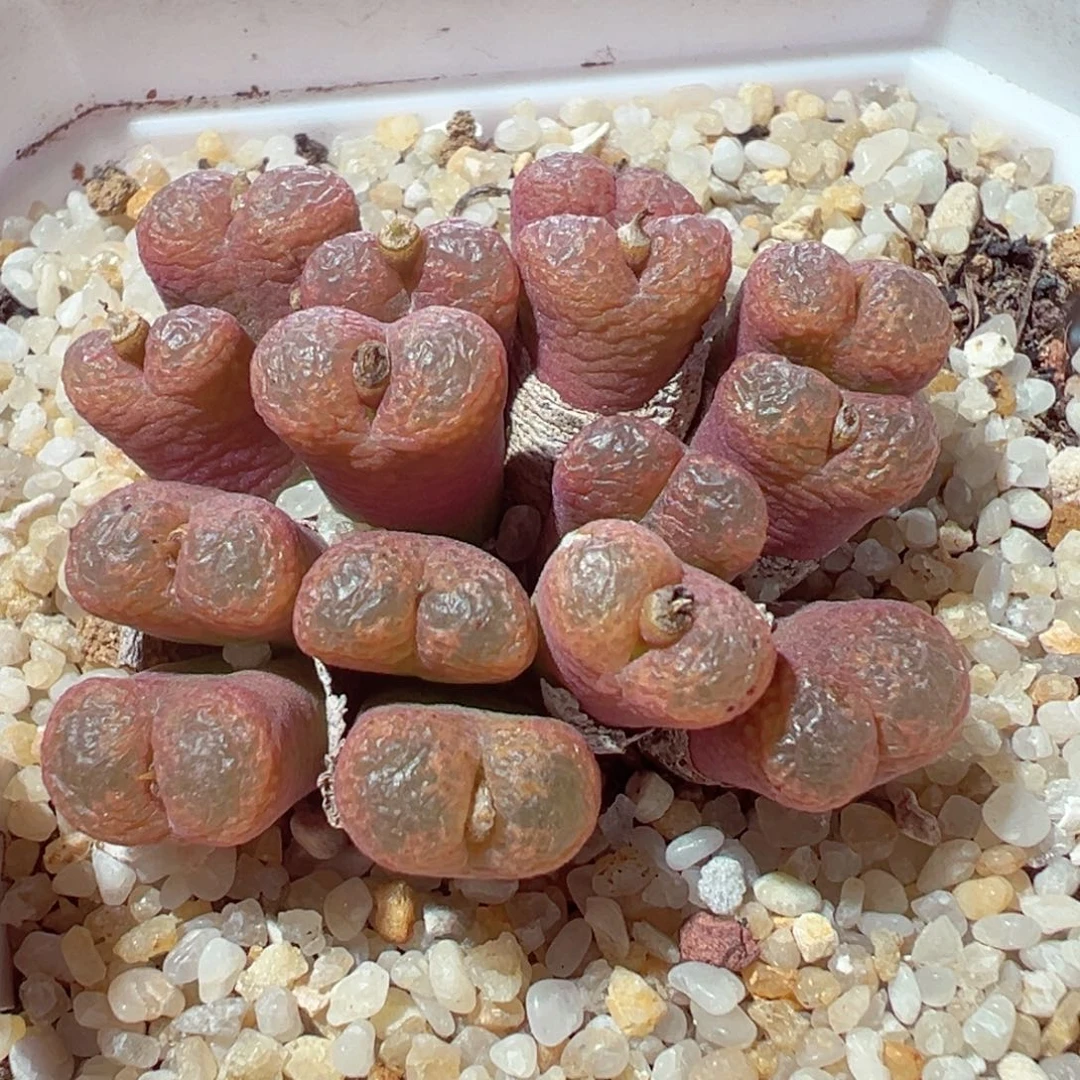 1228-232多肉多日群流苏