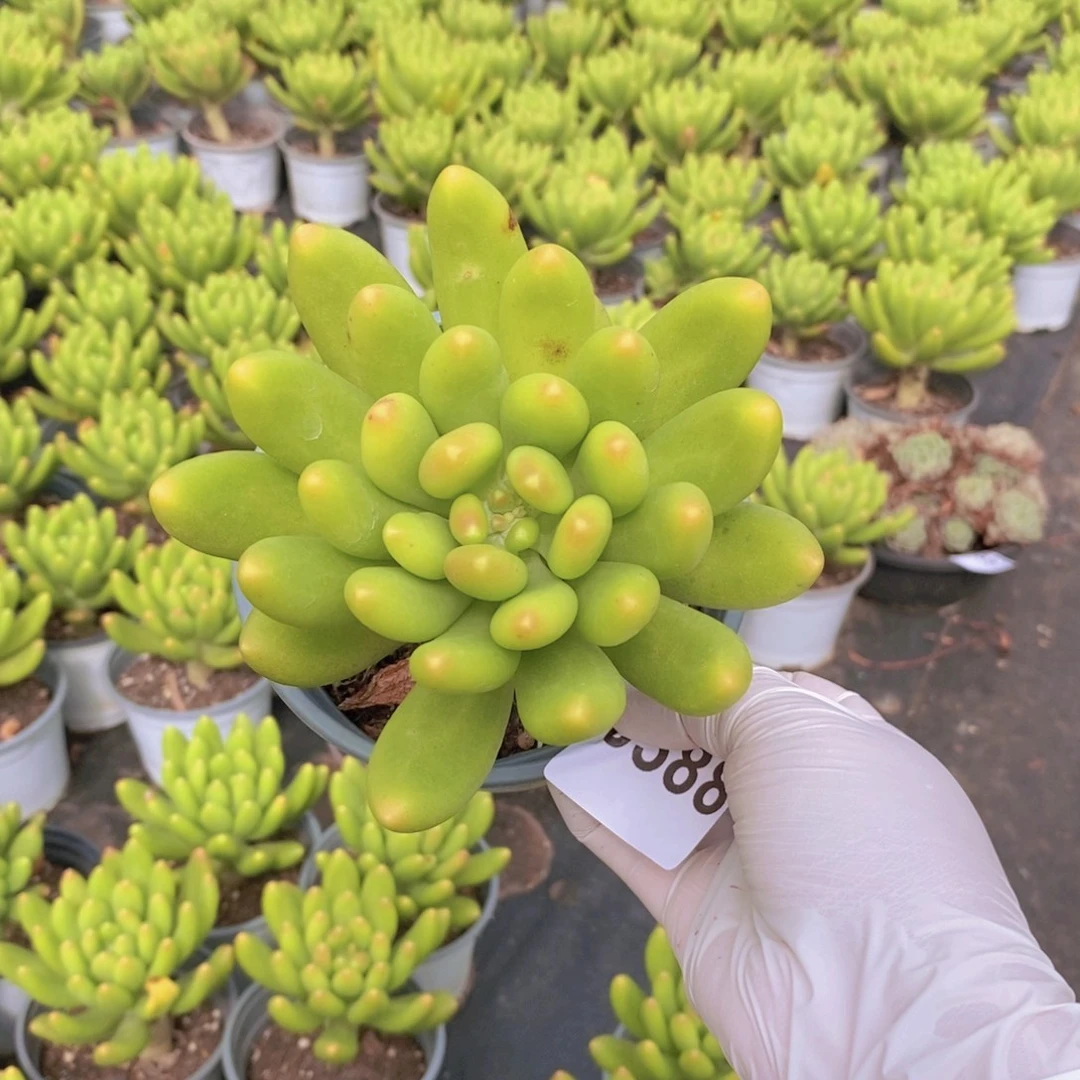 0588金蝉大单头一物一拍