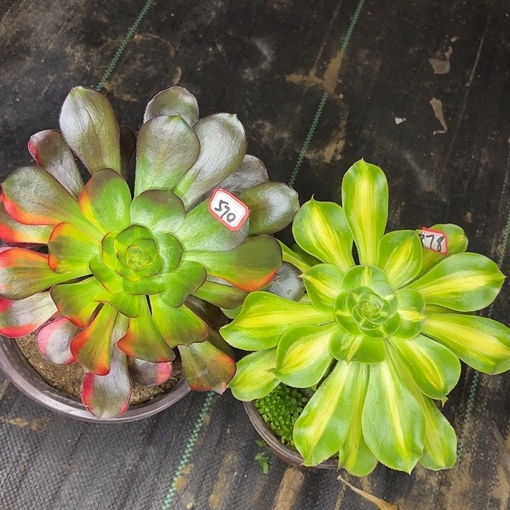 组合两个多肉植物570