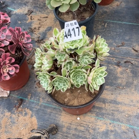 417海鲜不包断枝