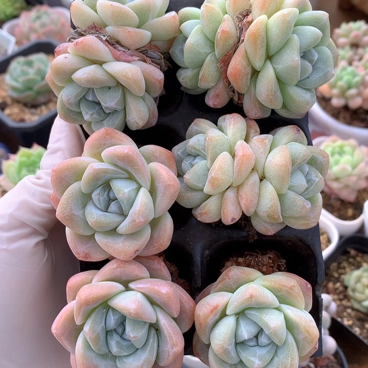 精控白底冰玉单双头组合