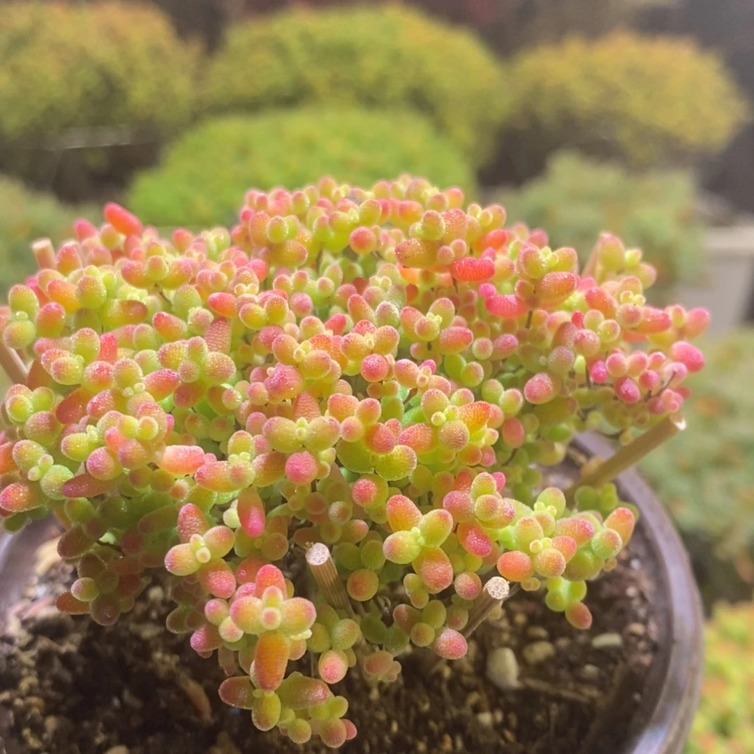 蜜桔枝干番杏654