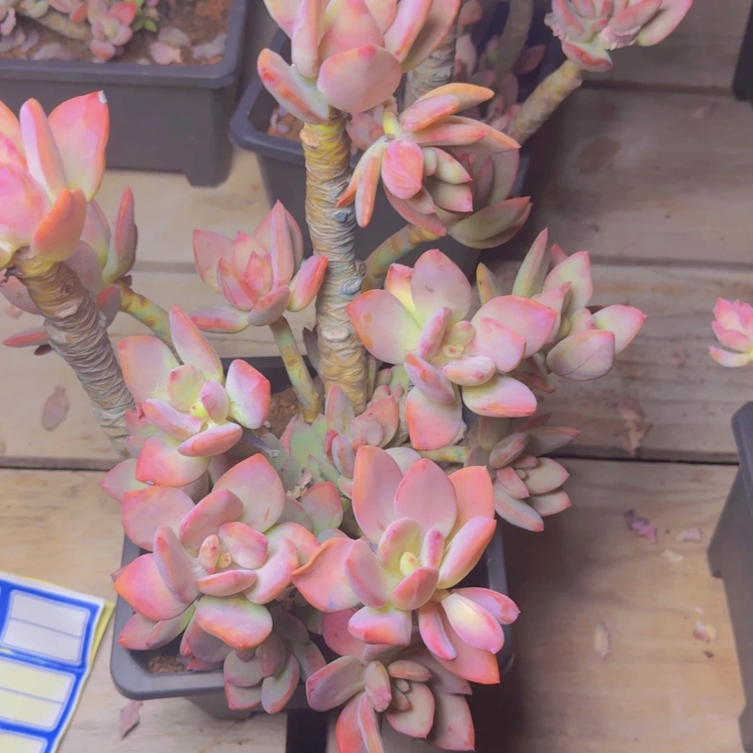 凤*凤玖玫瑰美人凡艺多肉