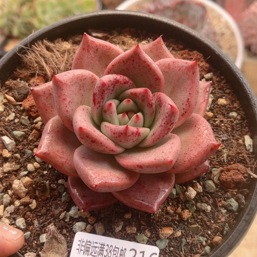 216红颜蜜语德华多肉