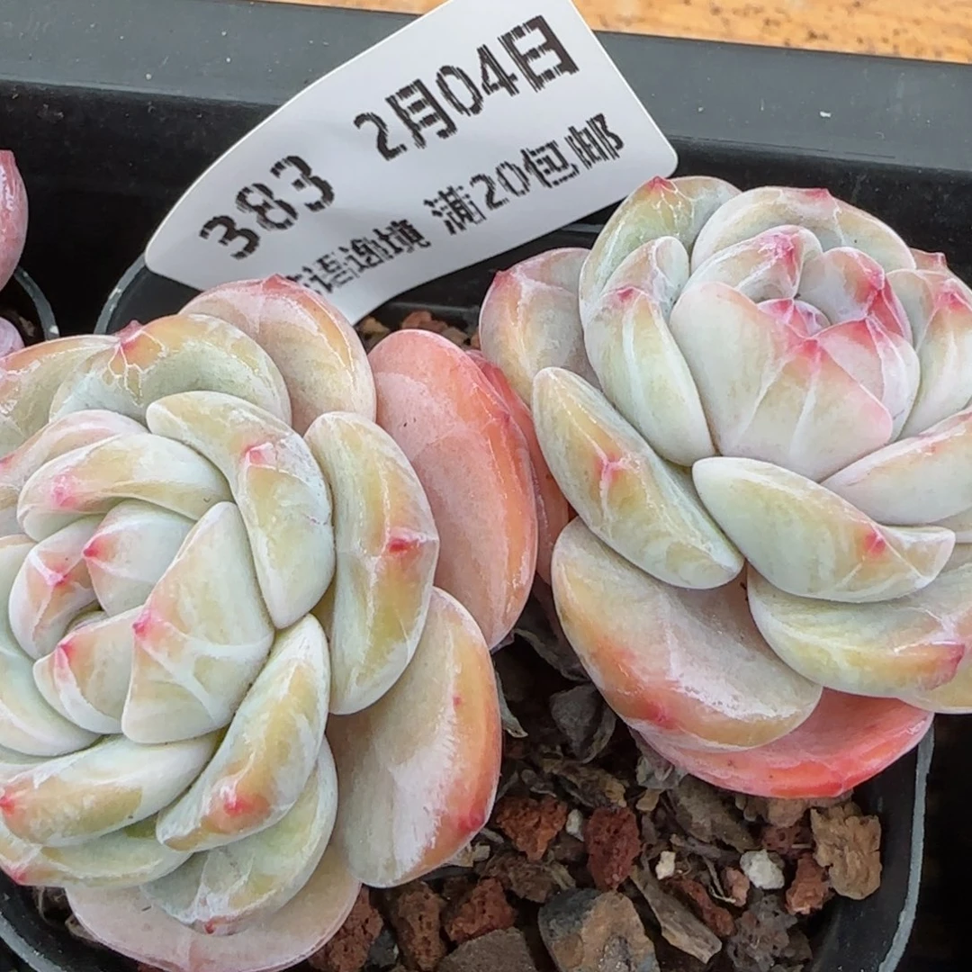 花语逸镜0204-383