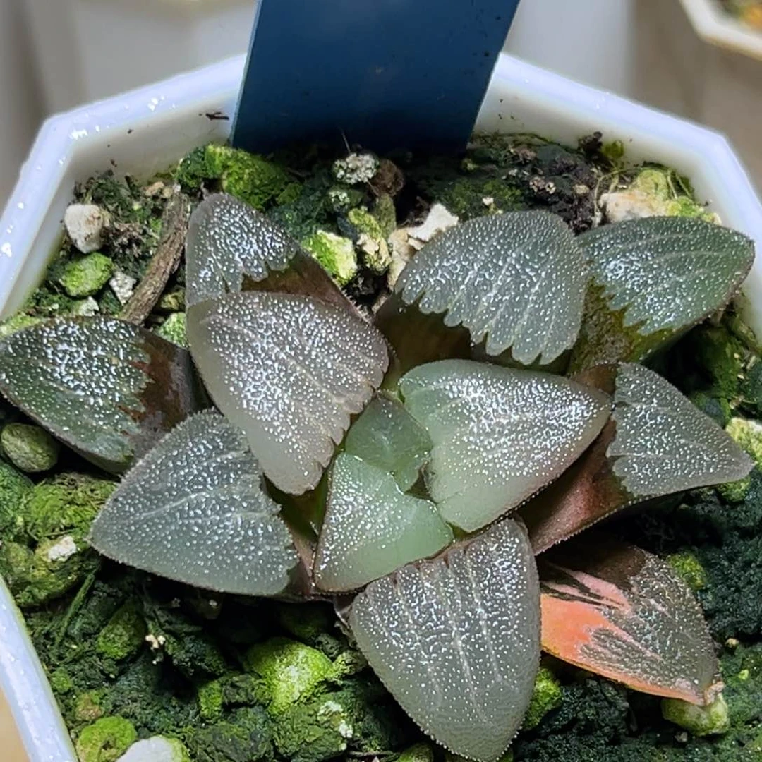 恭喜发财大吉大利807