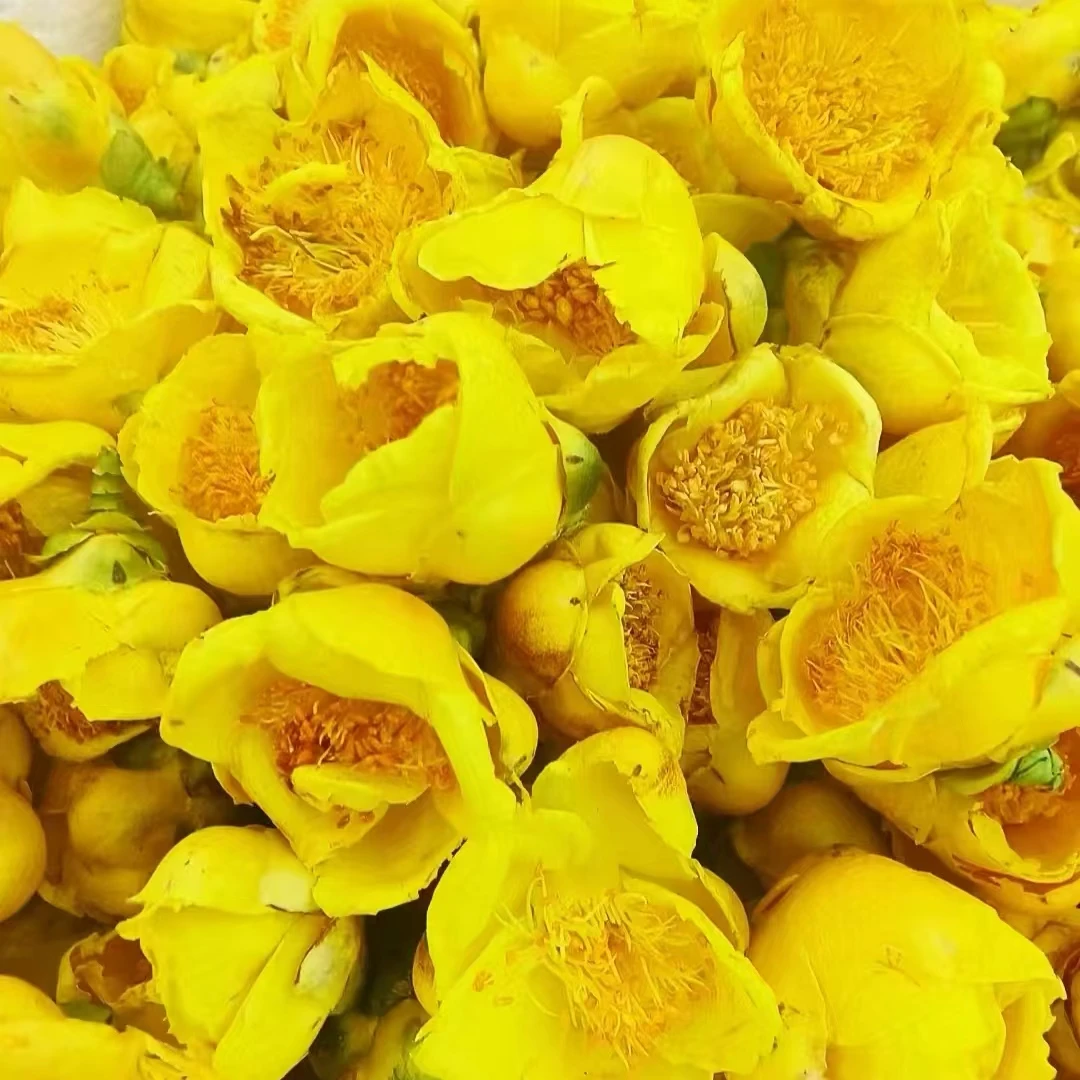 高山农家金花（黄花）