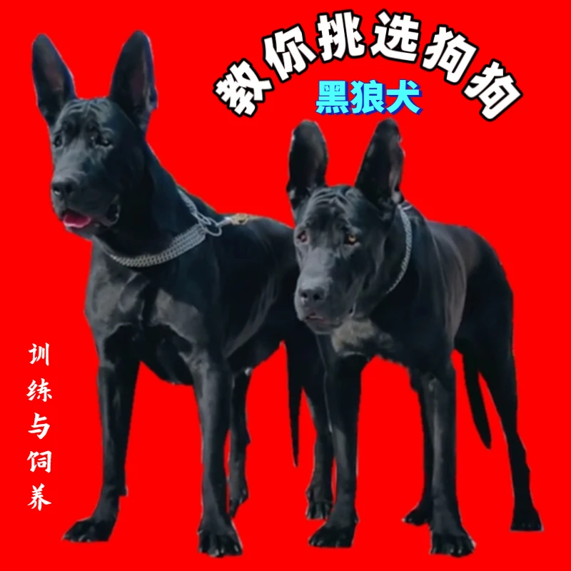 教你挑选狗狗(黑狼犬)专属教程