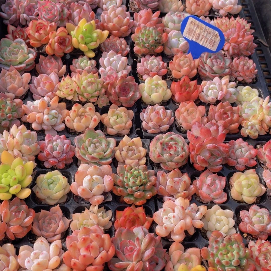 量拍71号 精品小可爱组合20个