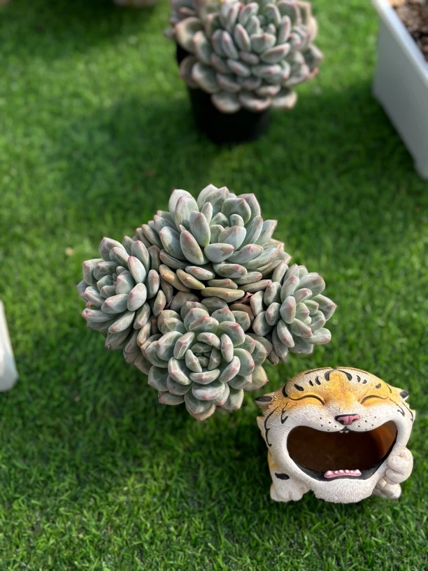 多肉植物一物一拍，星影杂交暗纹