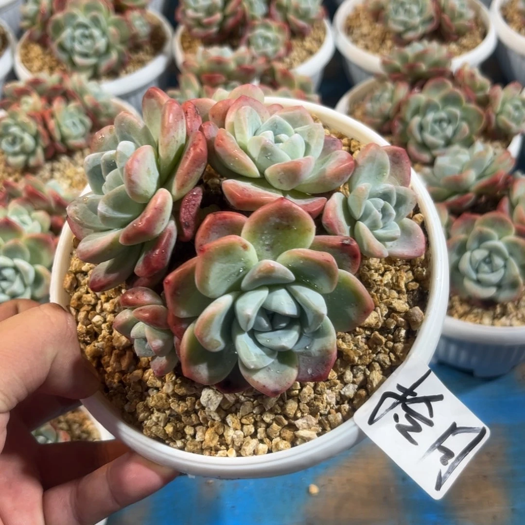 拾月专拍冰玉老庄寄养