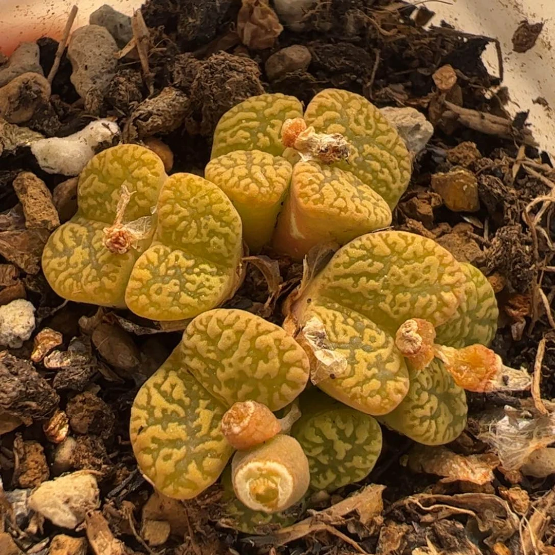 753多肉植物百科