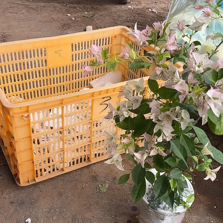 完全开放三角梅婆罗洲