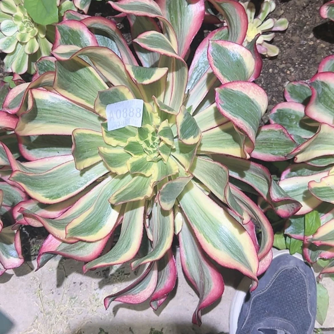 【闪购商品】腊****园888魅影多肉