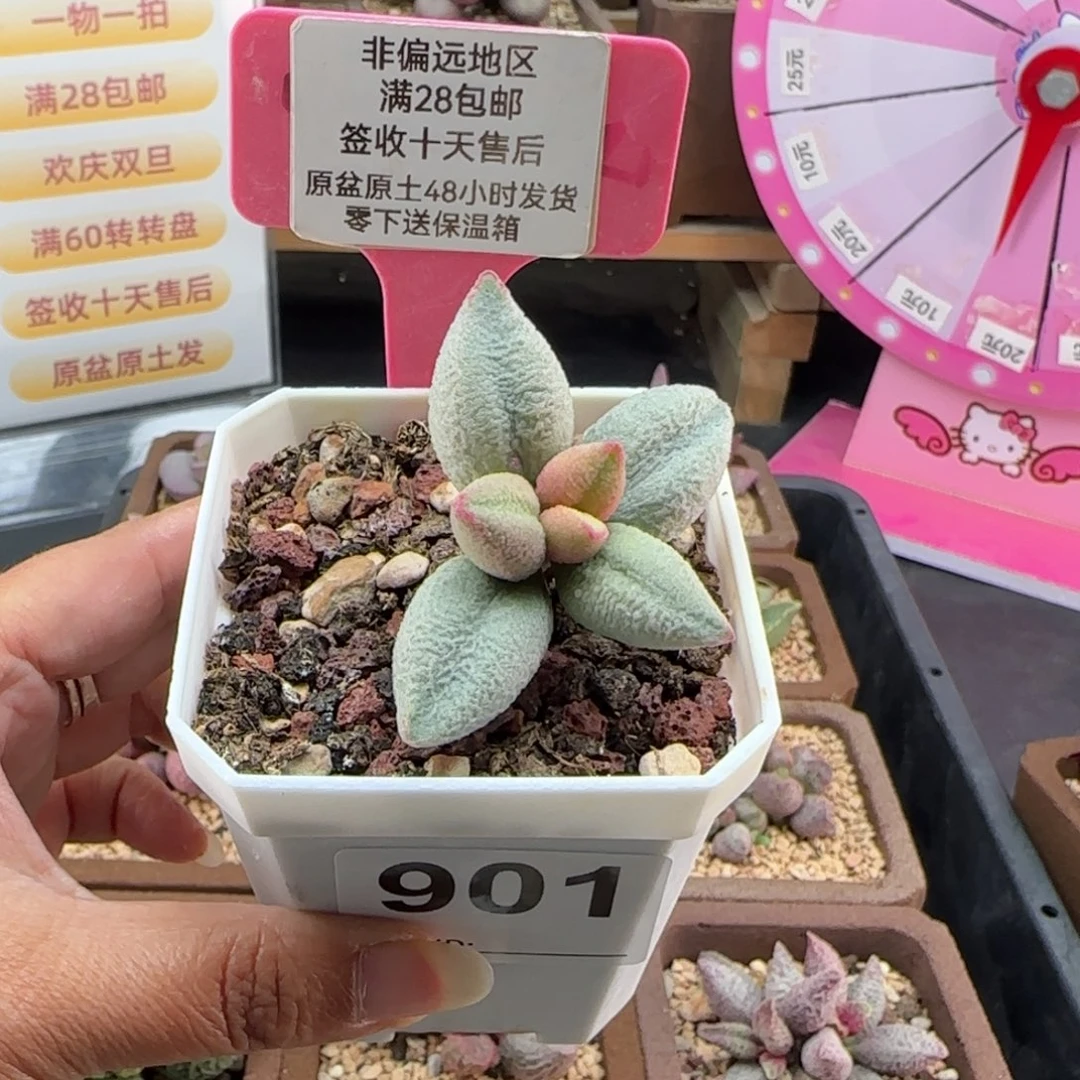 沐***.901哈弗多肉的植物