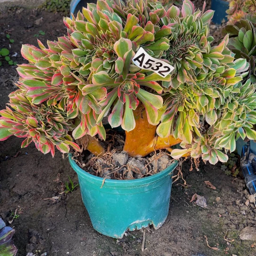 女神法师26///12包邮