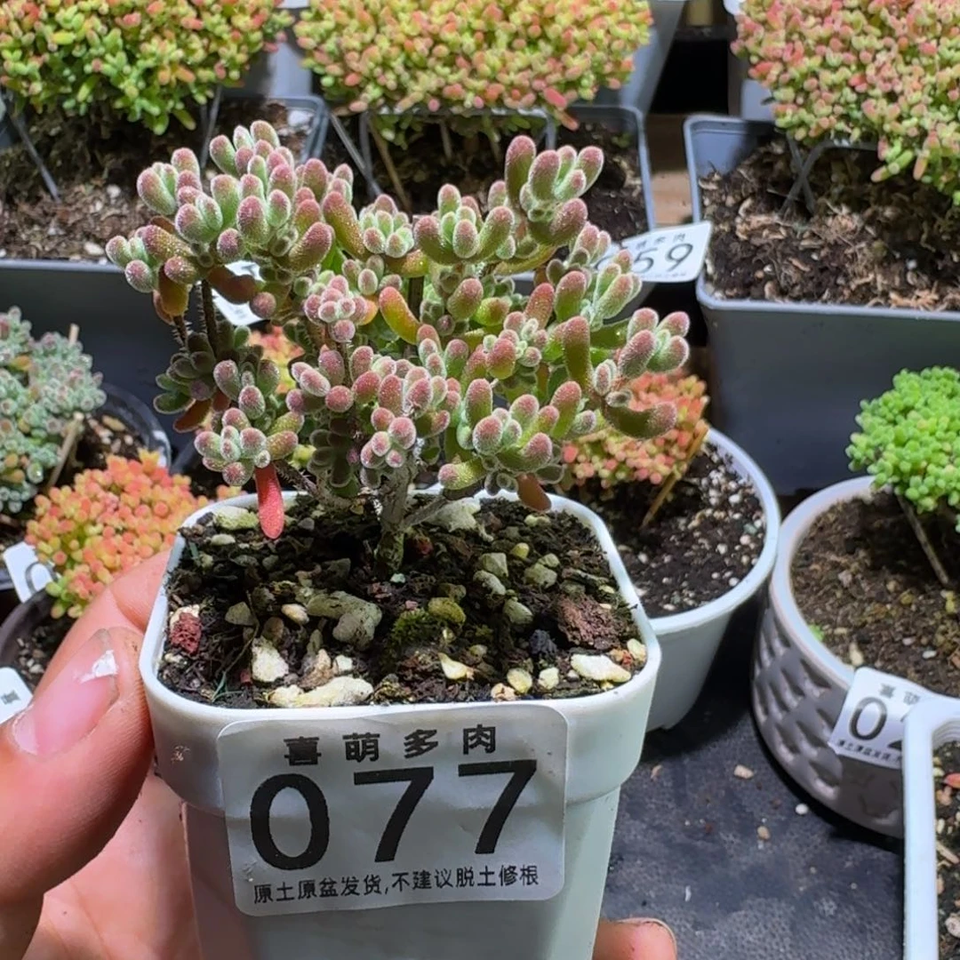 枝干番杏实生琉璃杂077